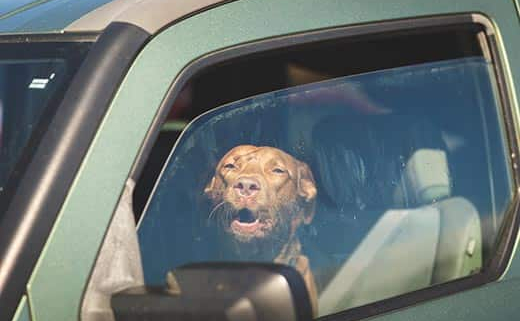 Facts About Dogs in Hot Cars 