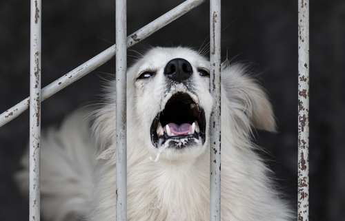 Help! My Neighbor's Dog Will Not Stop Barking!