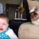 How to Get a Dog Used to a Crying Baby