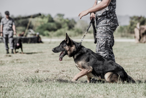 Military Working Dogs - Interesting Facts!