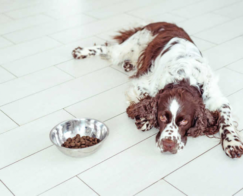 Reasons Why Your Dog May Not Be Eating 