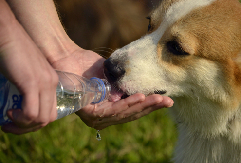 Running With Your Dog in the Heat – Safety Tips 