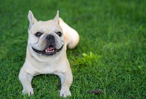 Spotlight Breed Frenchton