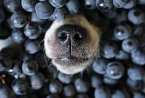 Summer Fruits & Vegetables for Your Dog 