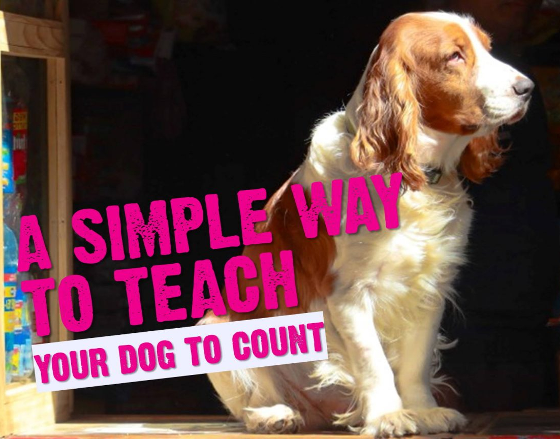 Target Counting Method for Dogs Hot Dog on a Leash