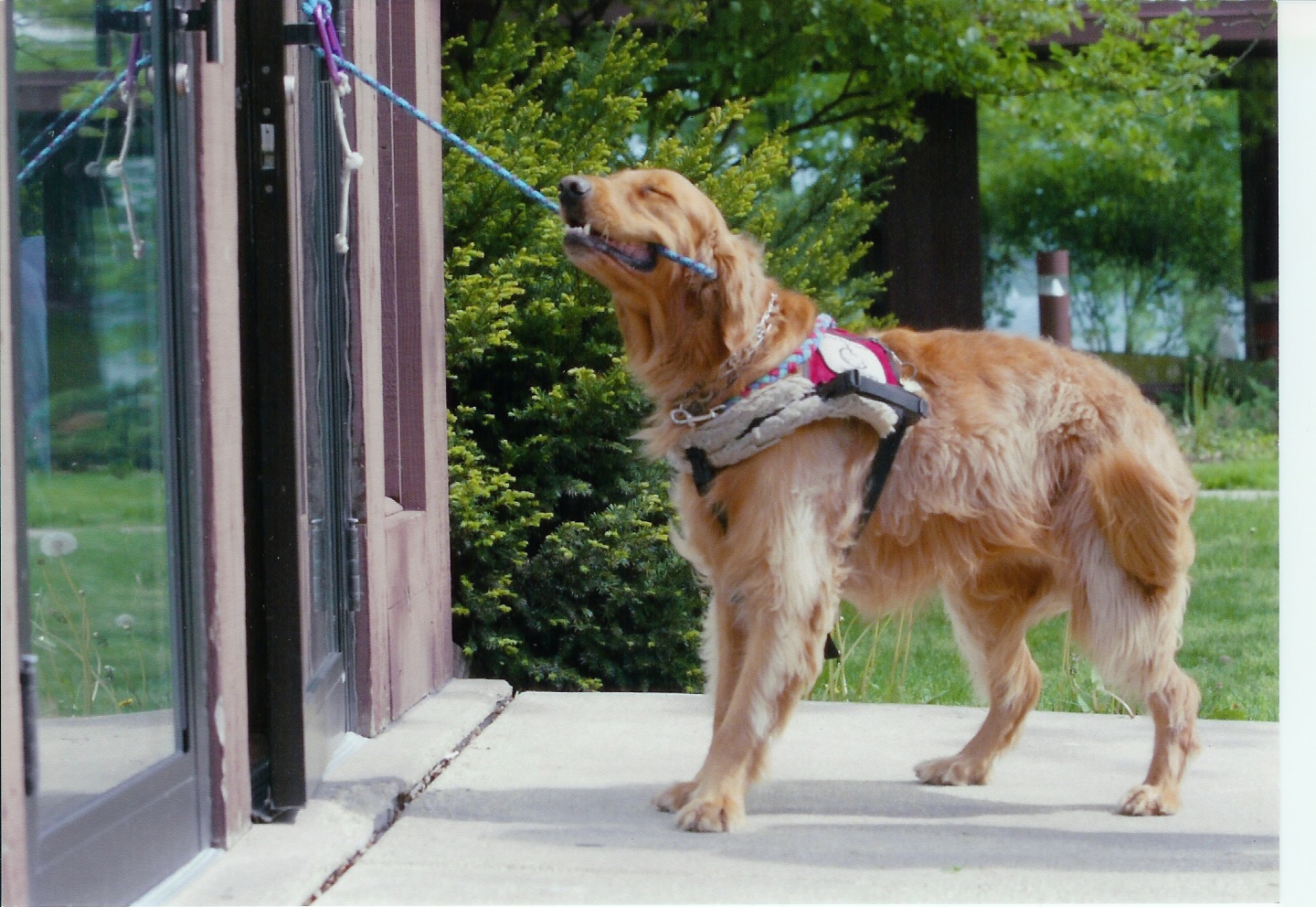 Training Your Dog to Open a Door Tug Method Hot Dog on a Leash