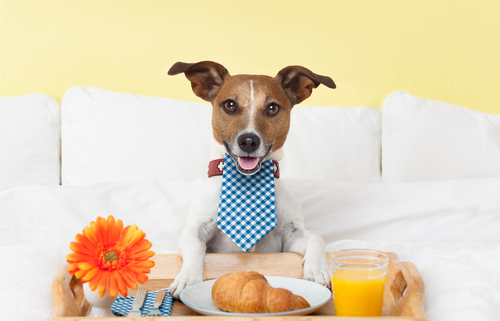 Why Is Breakfast Important For Dogs