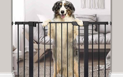 Dogs & Baby Gates