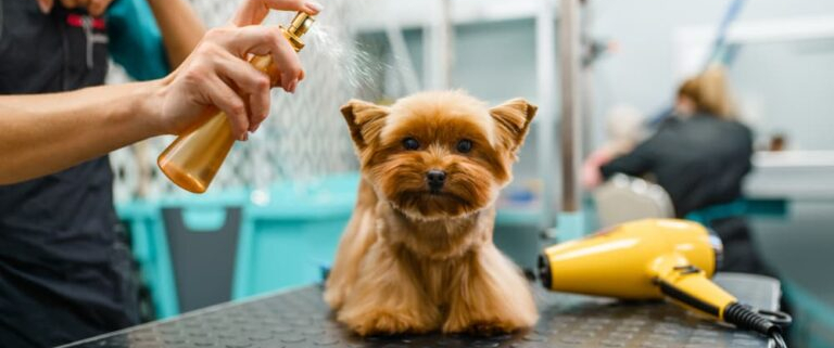 Dogs & Waterless Shampoo – The Benefits