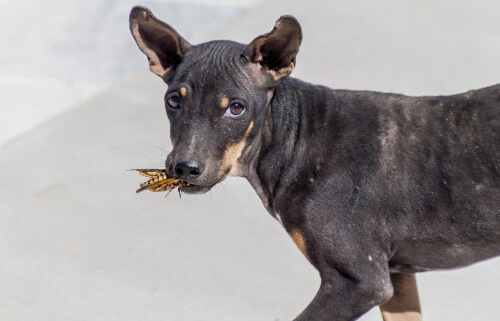 View of My Dog Is Eating Bugs - What You Need to Know - Hot Dog on a Leash