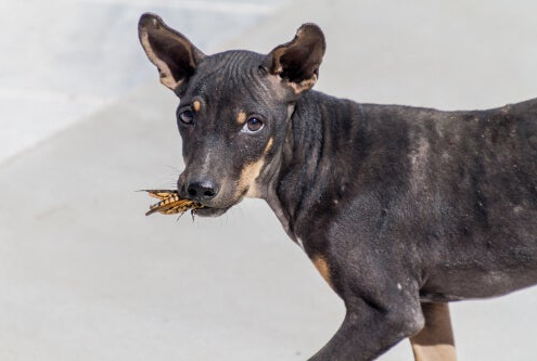 My Dog Is Eating Bugs – What You Need to Know 