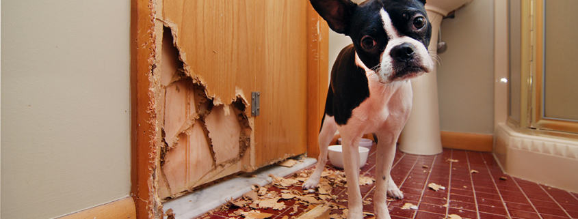 Preventing Your Dog From Chewing on Furniture 