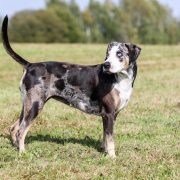 Spotlight Breed American Leopard Hound 