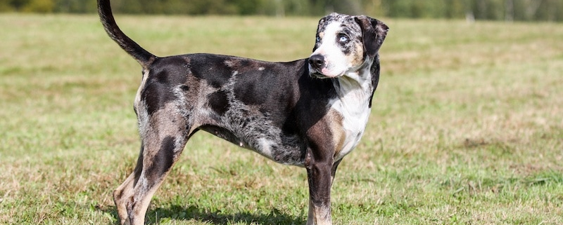 Spotlight Breed American Leopard Hound 