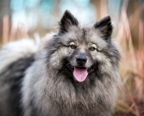 Spotlight Breed Keeshond