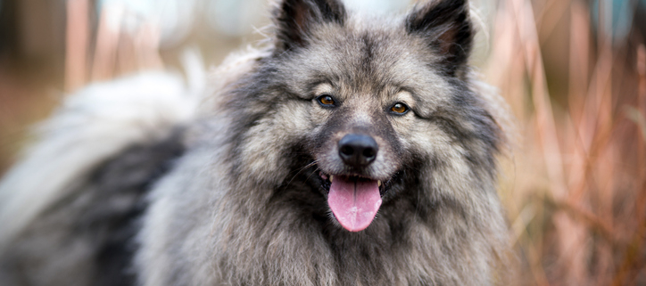 Spotlight Breed Keeshond