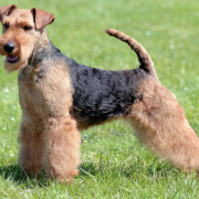 Spotlight Breed Welsh Terrier 