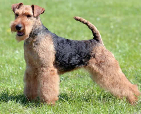 Spotlight Breed Welsh Terrier 