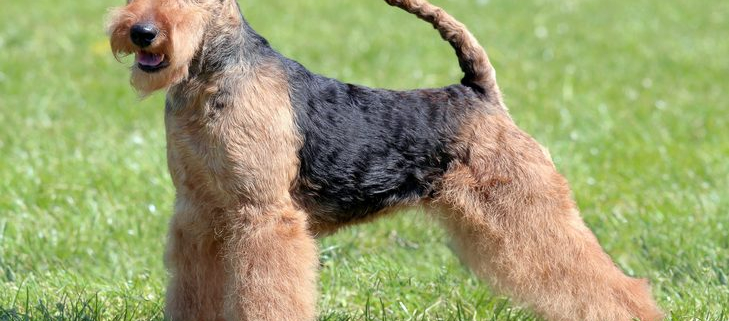 Spotlight Breed Welsh Terrier 