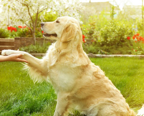 Teaching Your Dog to Shake