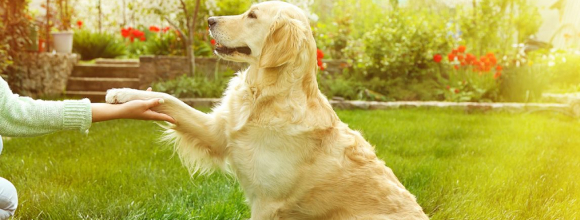 Teaching Your Dog to Shake