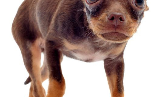 The Causes of Dog Shivers