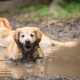 The Dangers of Dog Leptospirosis