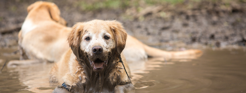 The Dangers of Dog Leptospirosis