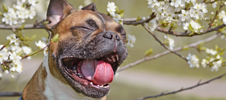 Why Do Dogs Sneeze 