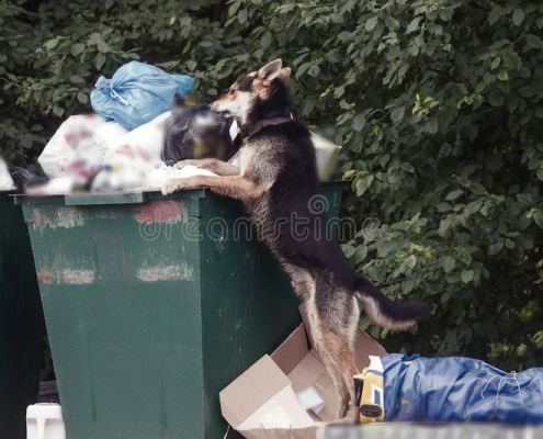 Why Does My Dog Get Into the Trash