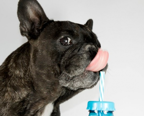 Can Dogs Drink Soda