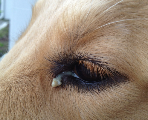 Dog Eye Gunk – What You Need to Know 