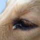 Dog Eye Gunk – What You Need to Know 