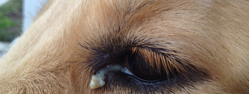 Dog Eye Gunk – What You Need to Know 