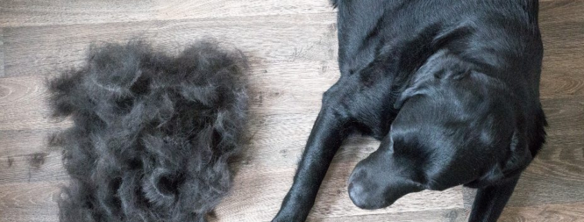 Excessive Dog Shedding