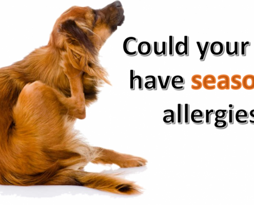 Fall Season Allergies in Dogs