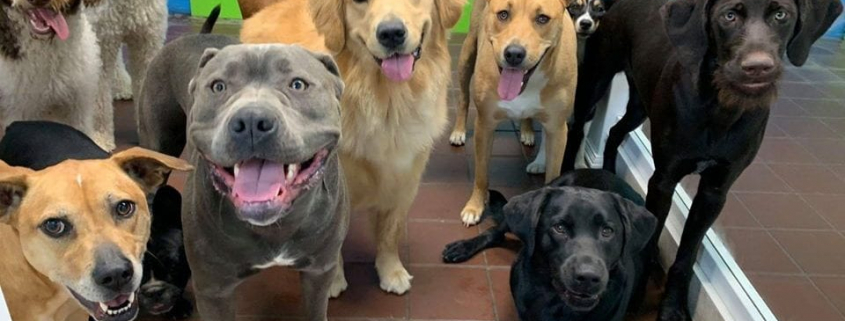 Five Benefits of Doggie Daycare 