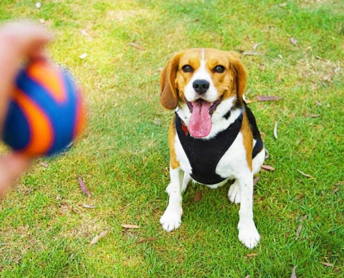 How to Teach Your Dog How to Fetch