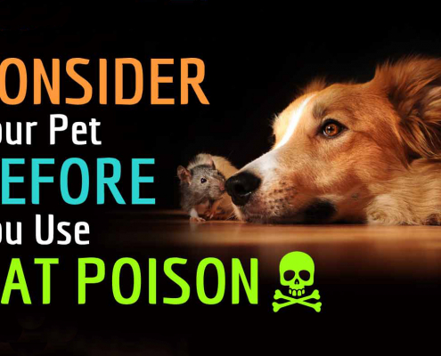 Rat & Mouse Poisons in Dogs 