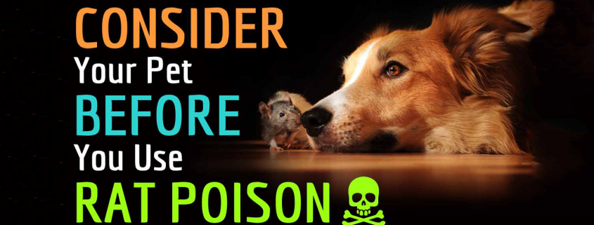 Rat & Mouse Poisons in Dogs 