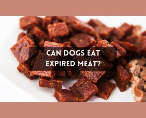 Reasons Why Dogs Should Not Eat Spoiled Meat