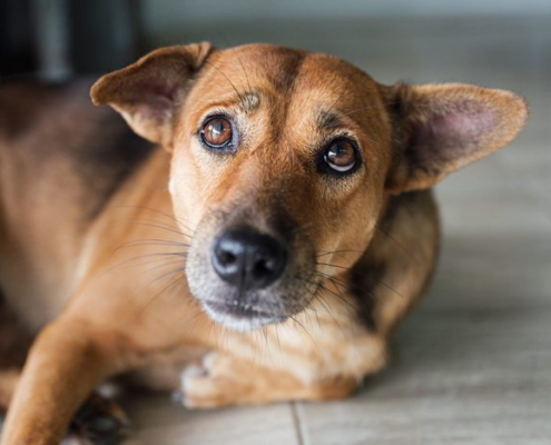 Signs That Your Rescue Dog Has Been Abused 