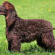 Spotlight Breed American Water Spaniel