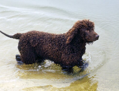 Spotlight Breed Irish Water Spaniel 