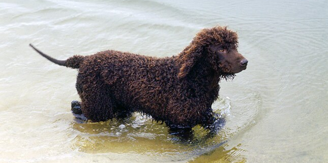 Spotlight Breed Irish Water Spaniel 