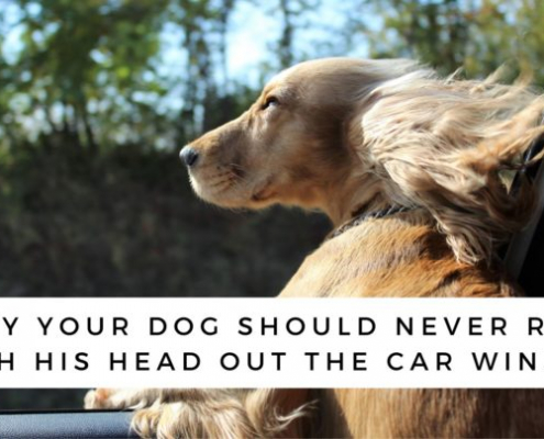 Why Your Dog Should Not Ride with Its Head Out of the Car Window 