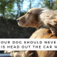 Why Your Dog Should Not Ride with Its Head Out of the Car Window 