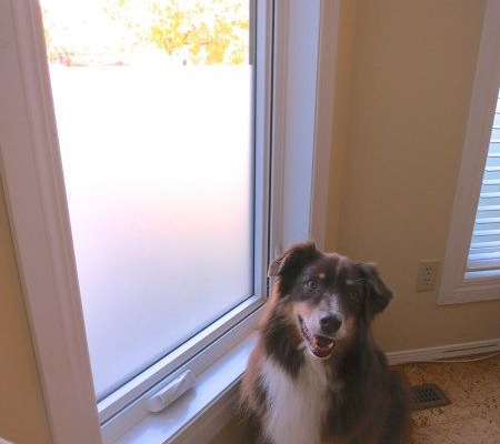 Benefits of Scratch-Resistant Window Film for Dog Owners 