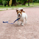 Dangers of Unleashed Dogs 