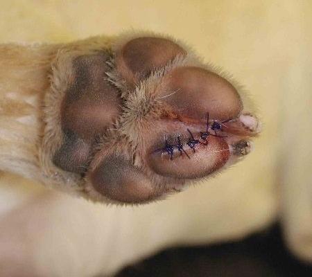 Dog Paw Pad Injuries